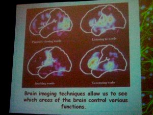 Brain Activity