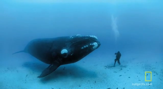 Close encounter with a whale