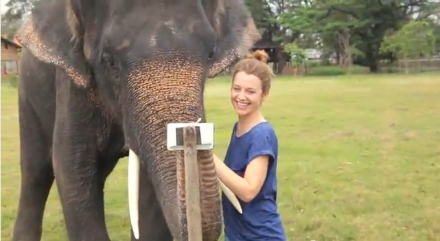 Elephant uses tablet